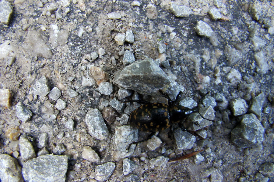 Prechod Muránskou planinou (Muránska planina)