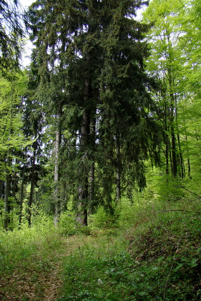 Prechod Muránskou planinou (Muránska planina)