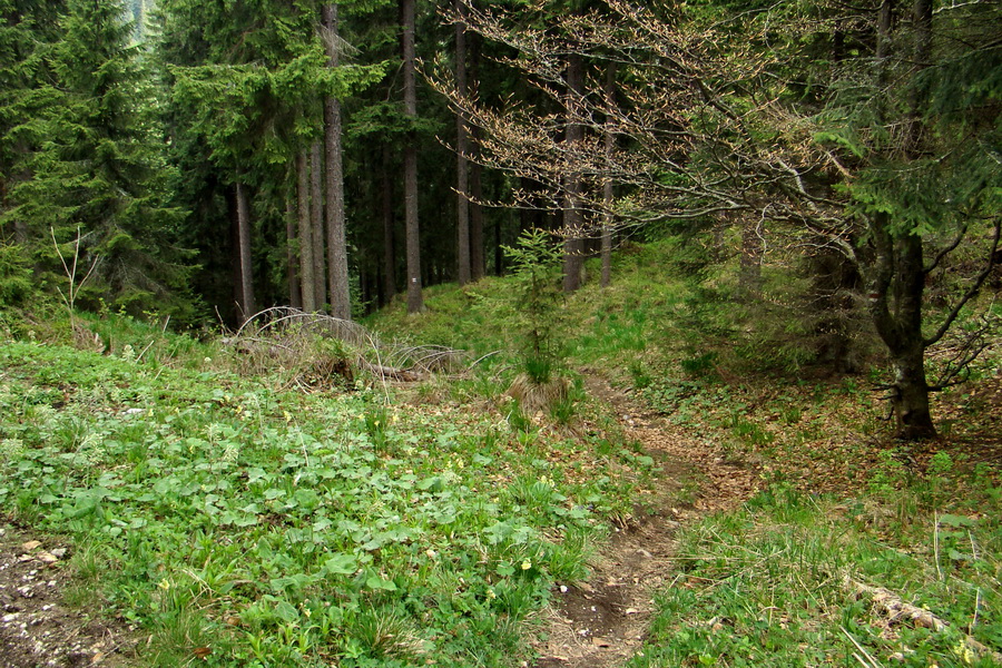 Prechod Muránskou planinou (Muránska planina)