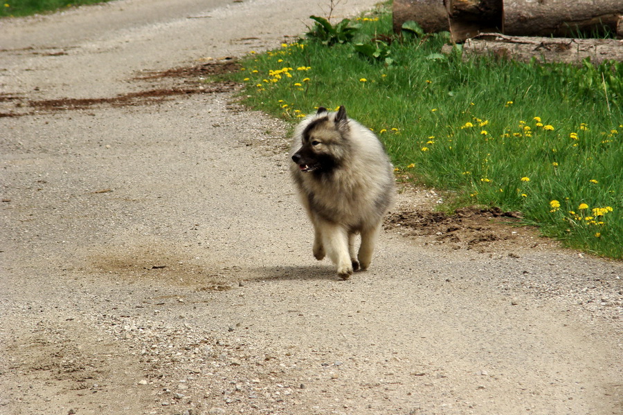 Prechod Muránskou planinou (Muránska planina)