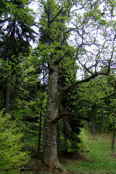 Prechod Muránskou planinou (Muránska planina)