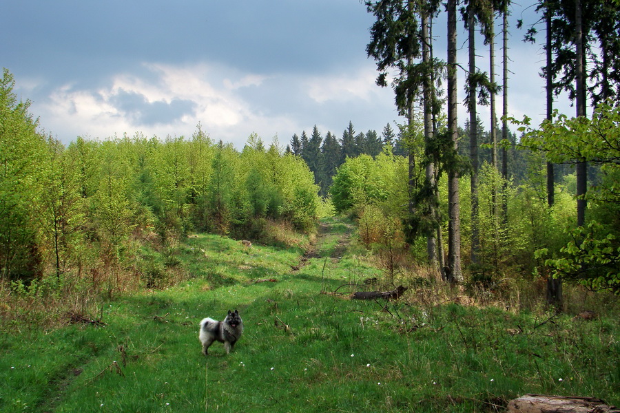 Prechod Muránskou planinou (Muránska planina)