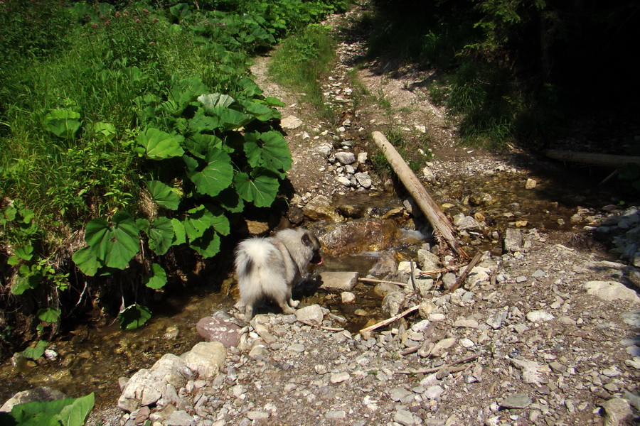 Rakytov (Veľká Fatra)