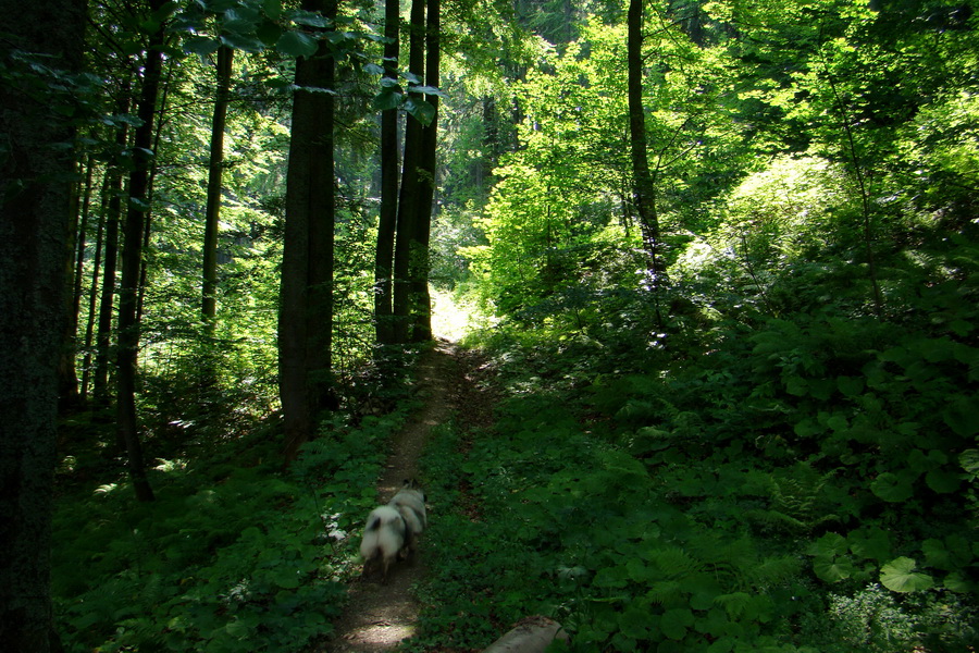 Rakytov (Veľká Fatra)