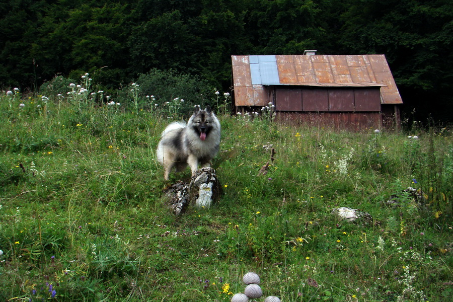 Rakytov (Veľká Fatra)