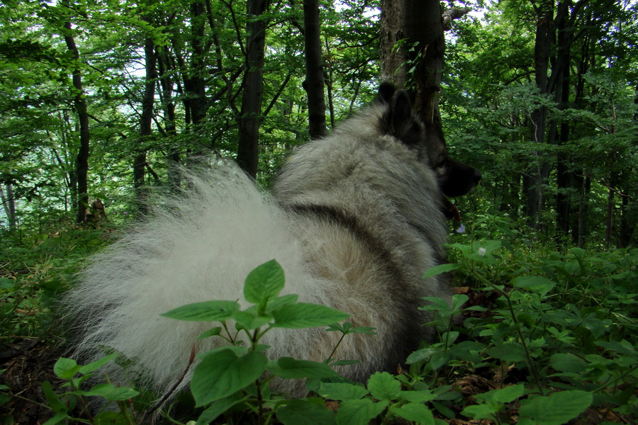 Rakytov (Veľká Fatra)