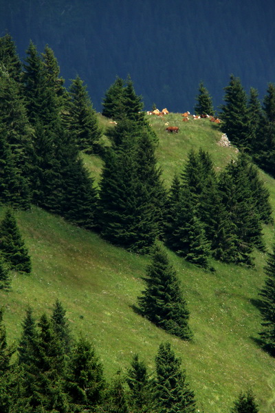 Rakytov (Veľká Fatra)