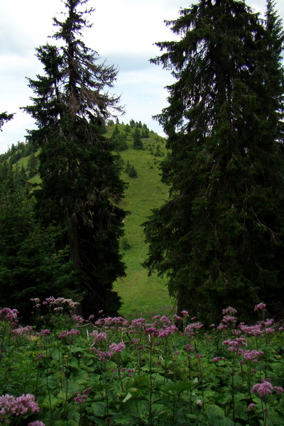 Rakytov (Veľká Fatra)