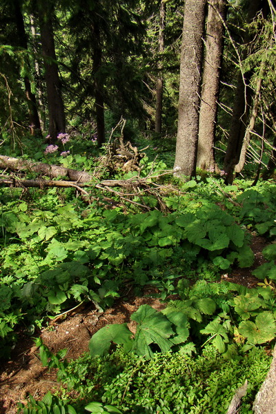 Rakytov (Veľká Fatra)