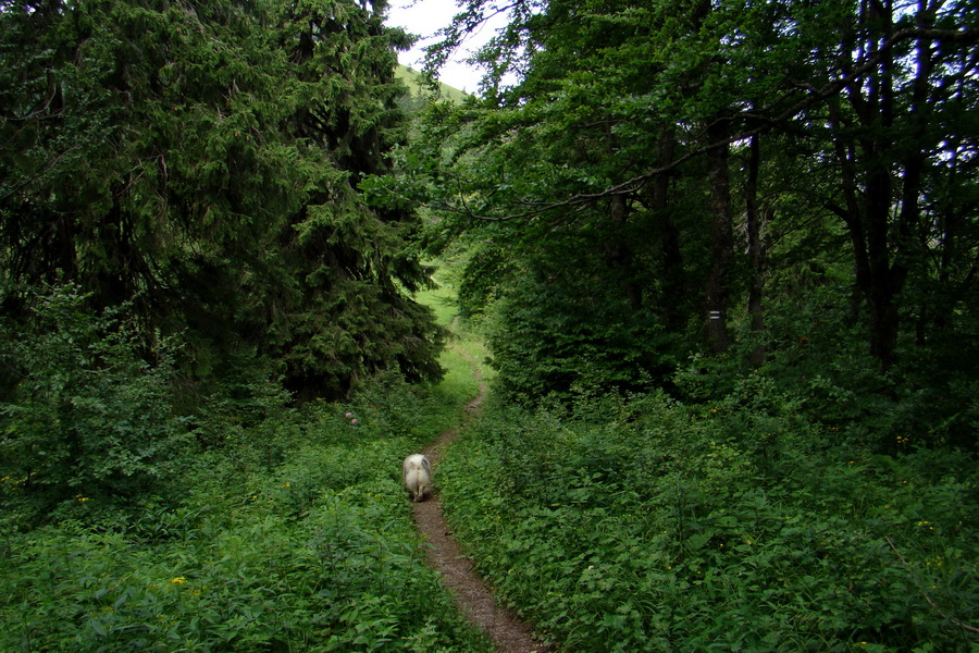 Rakytov (Veľká Fatra)