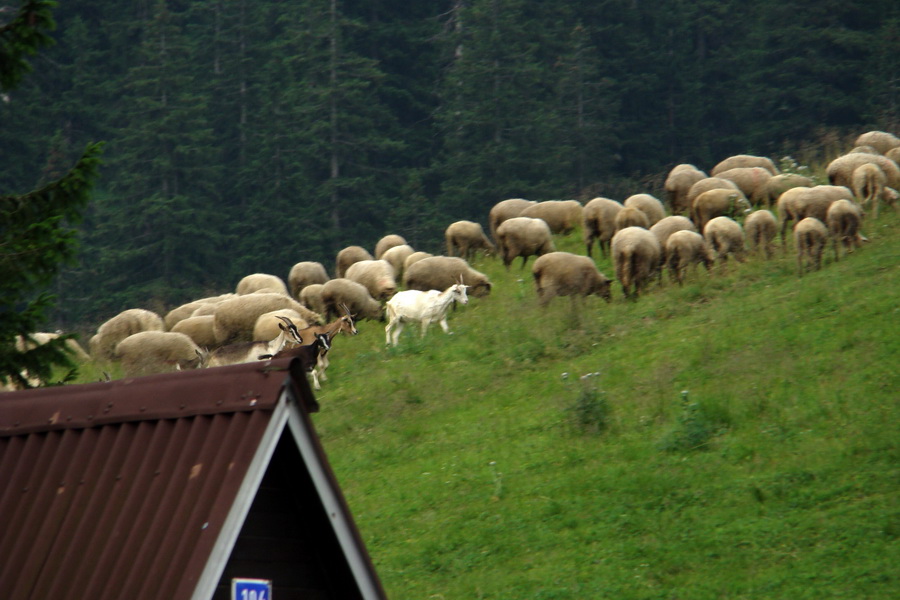 Rakytov (Veľká Fatra)