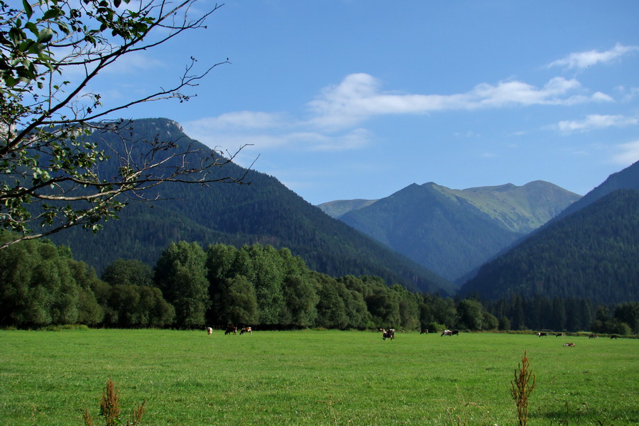 Salatín z Jalovca (Západné Tatry)