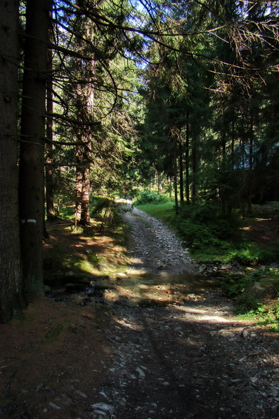 Salatín z Jalovca (Západné Tatry)