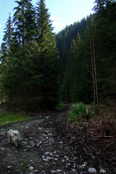 Salatín z Jalovca (Západné Tatry)