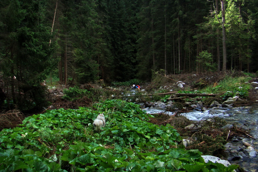 Salatín z Jalovca (Západné Tatry)