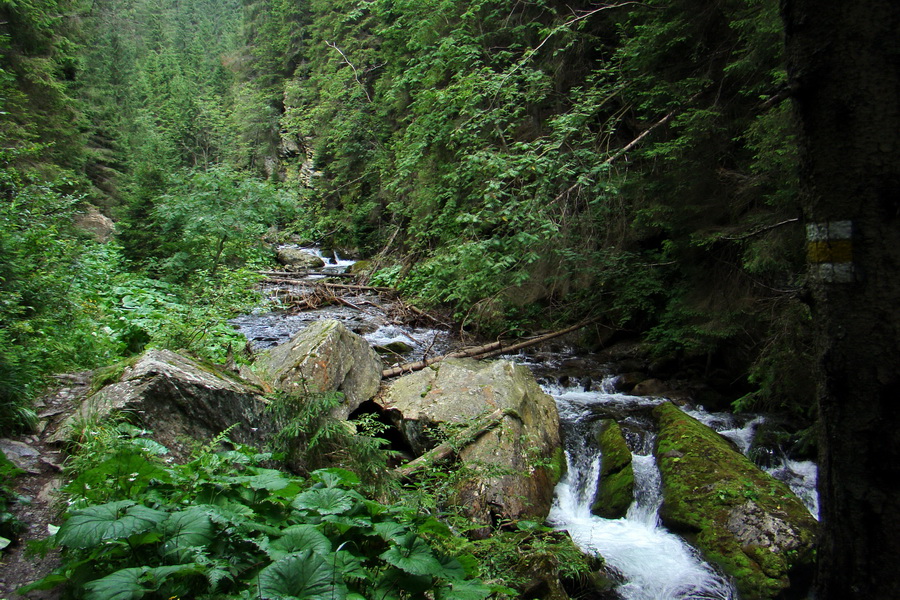 Salatín z Jalovca (Západné Tatry)