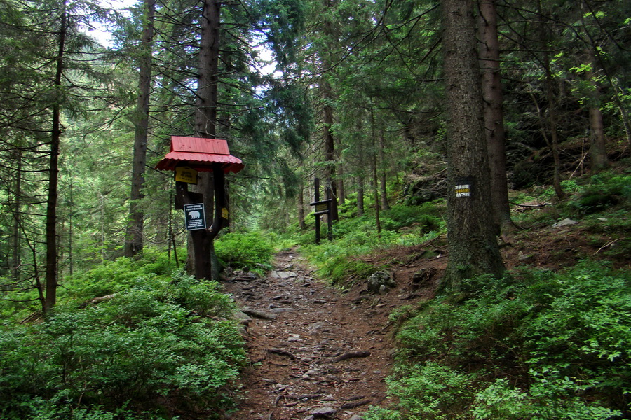 Salatín z Jalovca (Západné Tatry)