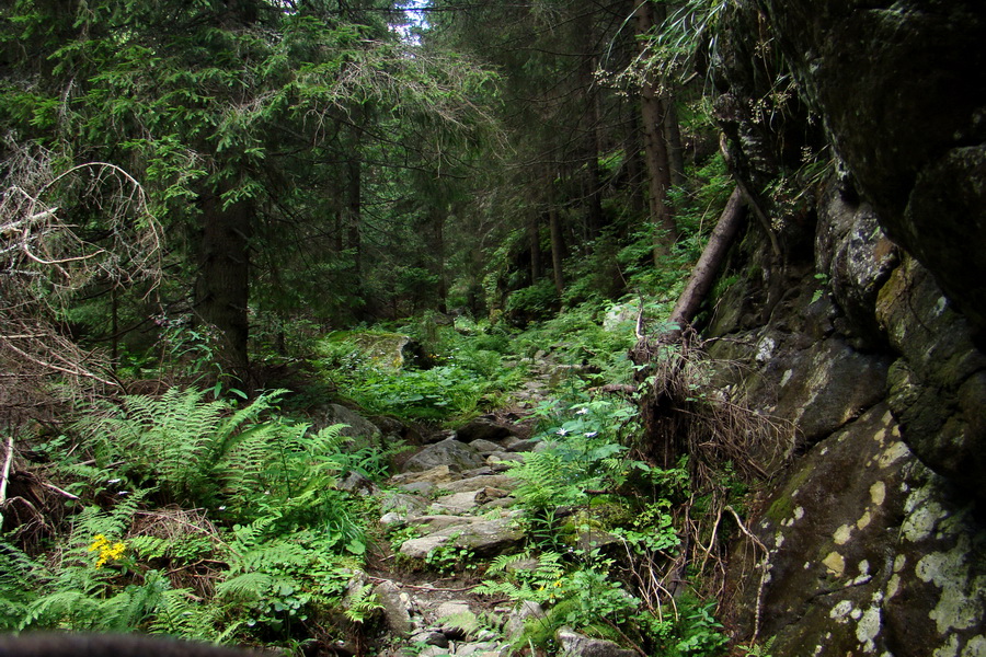 Salatín z Jalovca (Západné Tatry)