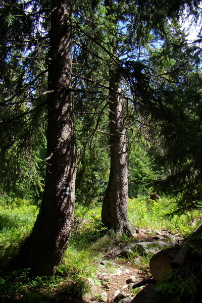 Salatín z Jalovca (Západné Tatry)