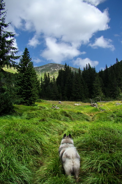 Salatín z Jalovca (Západné Tatry)