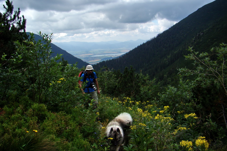 Salatín z Jalovca (Západné Tatry)