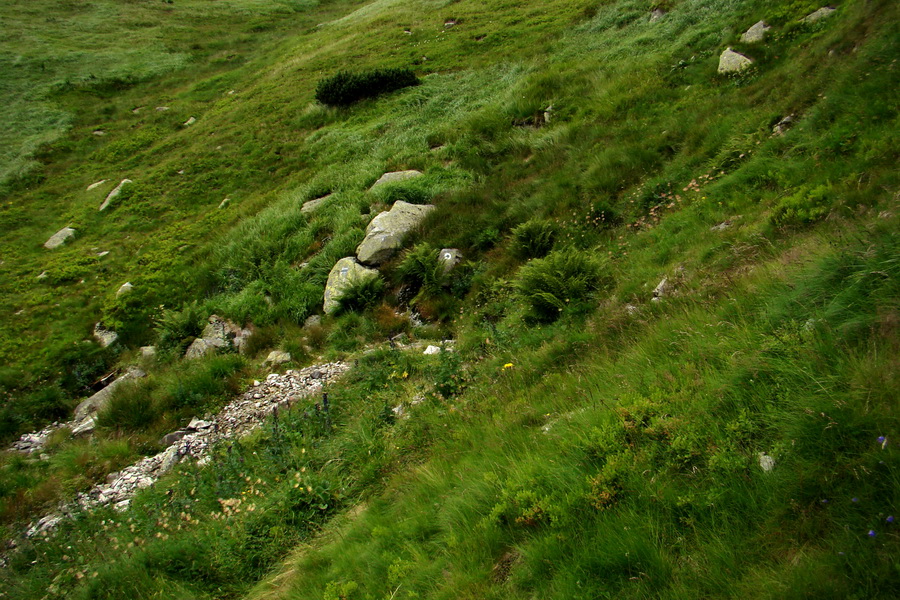 Salatín z Jalovca (Západné Tatry)