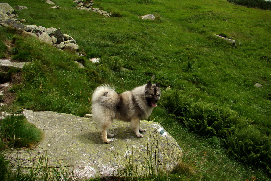 Salatín z Jalovca (Západné Tatry)