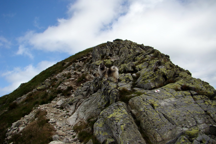 Salatín z Jalovca (Západné Tatry)