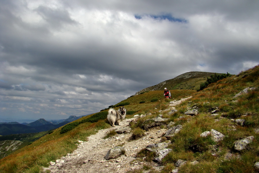 Salatín z Jalovca (Západné Tatry)