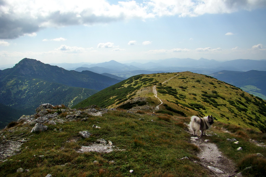 Salatín z Jalovca (Západné Tatry)