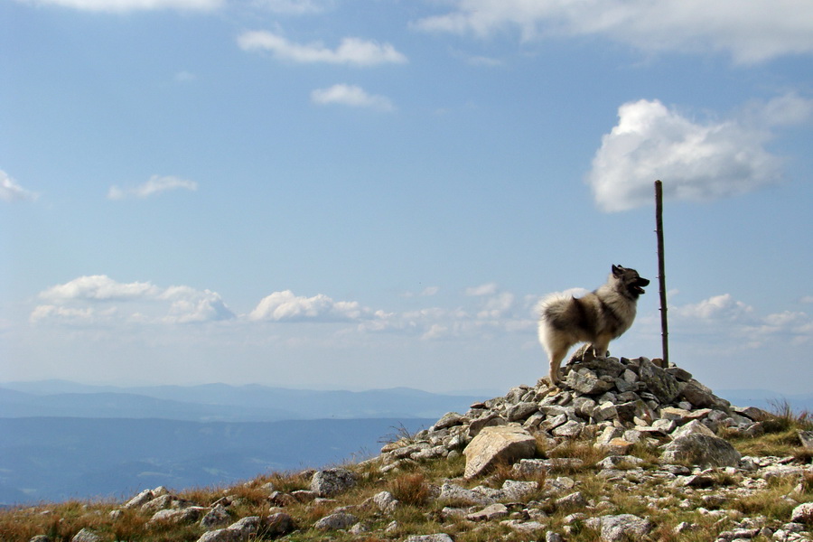 Salatín z Jalovca (Západné Tatry)