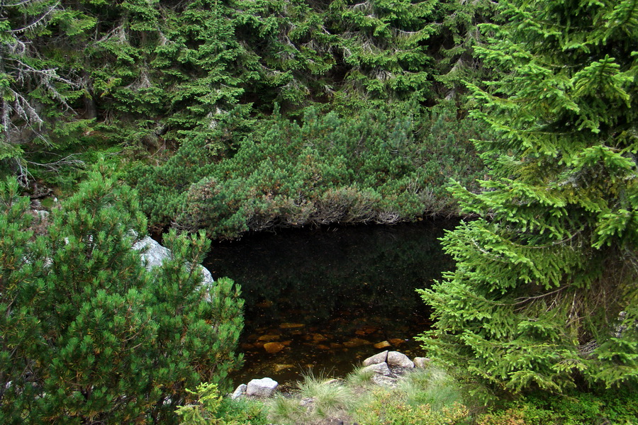 Salatín z Jalovca (Západné Tatry)