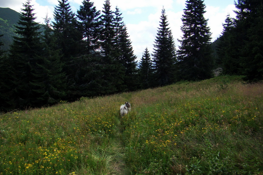 Salatín z Jalovca (Západné Tatry)