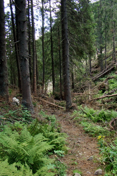 Salatín z Jalovca (Západné Tatry)