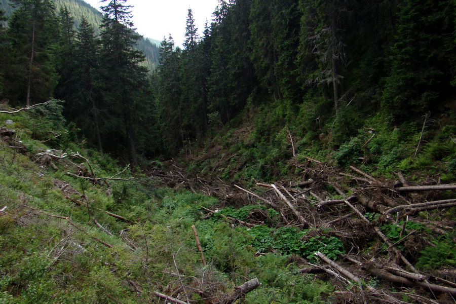 Salatín z Jalovca (Západné Tatry)