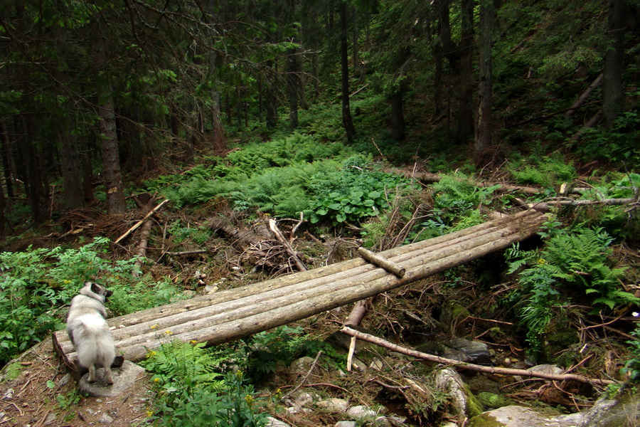 Salatín z Jalovca (Západné Tatry)