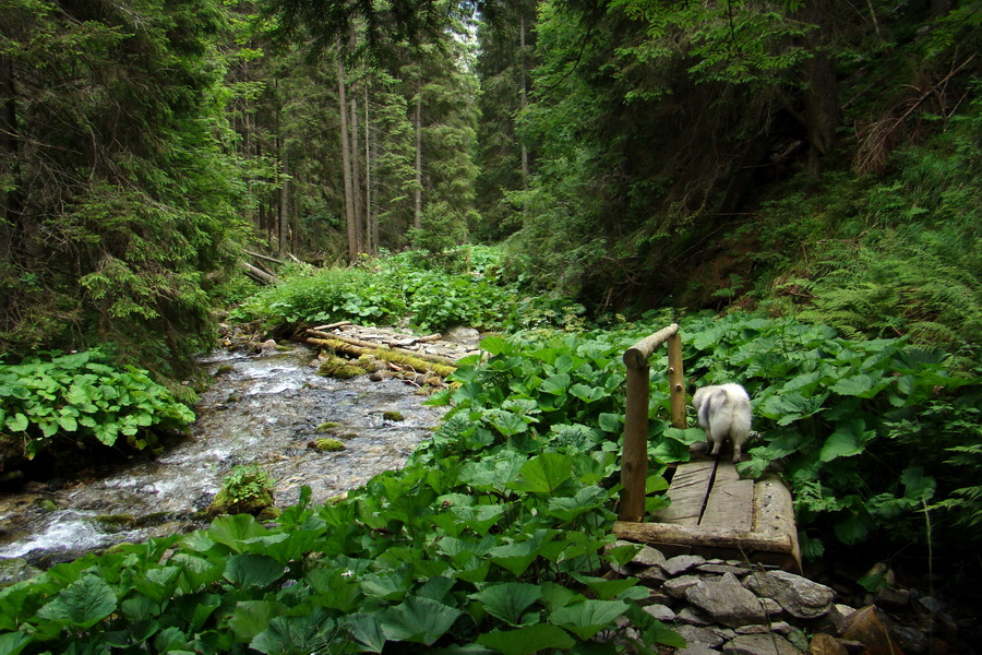 Salatín z Jalovca (Západné Tatry)