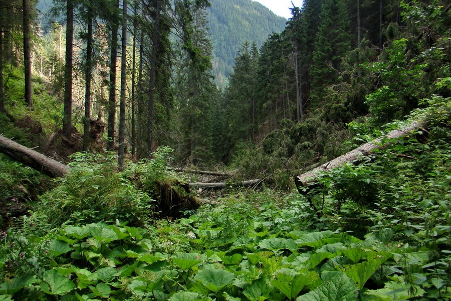 Salatín z Jalovca (Západné Tatry)