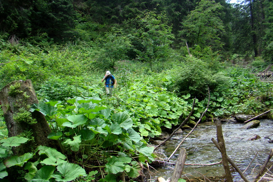 Salatín z Jalovca (Západné Tatry)