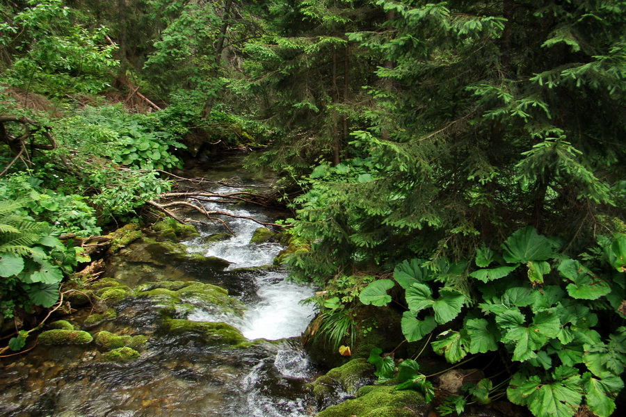 Salatín z Jalovca (Západné Tatry)