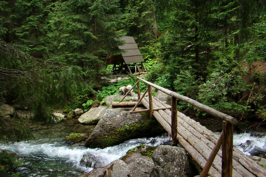 Salatín z Jalovca (Západné Tatry)