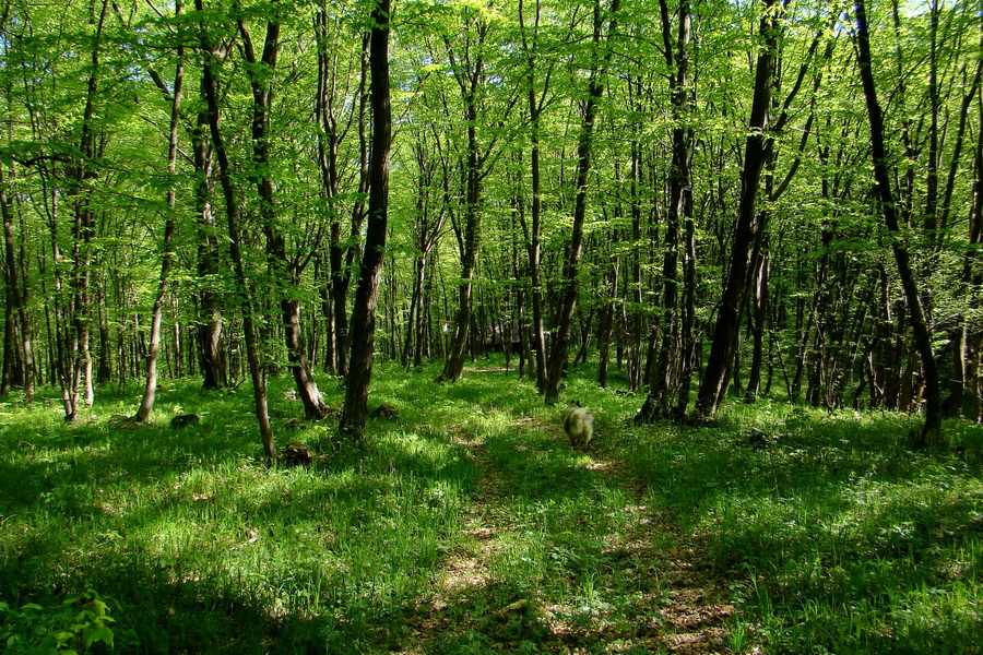 Silická planina (Slovenský kras)