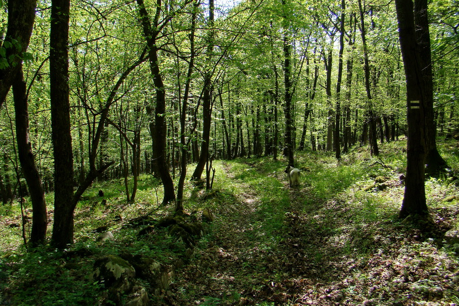 Silická planina (Slovenský kras)