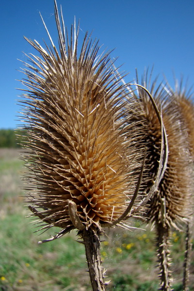 Silická planina (Slovenský kras)