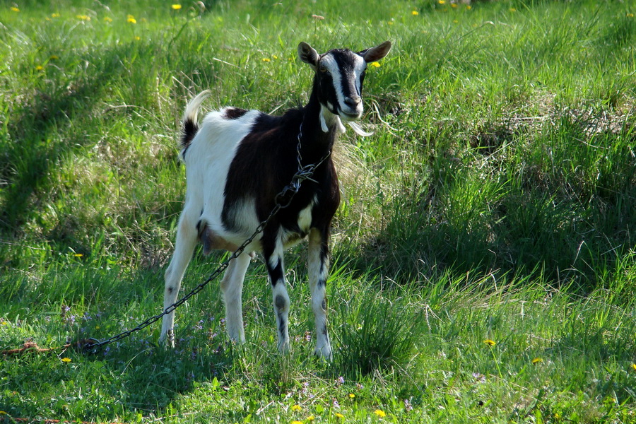 Silická planina (Slovenský kras)