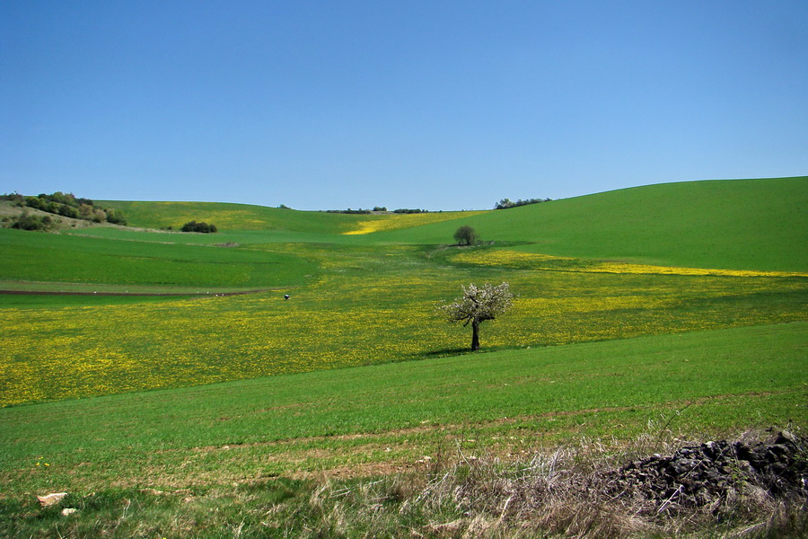 Silická planina (Slovenský kras)