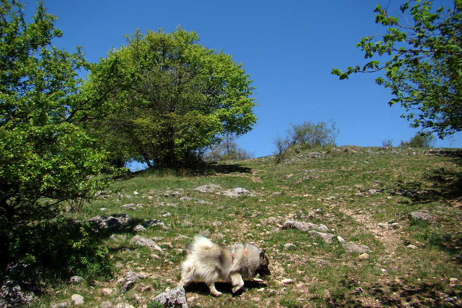 Silická planina (Slovenský kras)