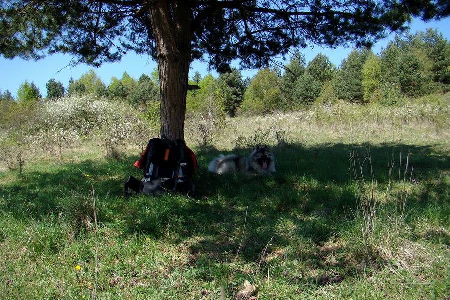 Silická planina (Slovenský kras)