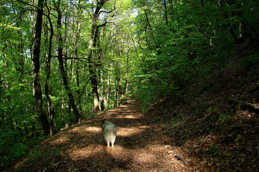 Silická planina (Slovenský kras)