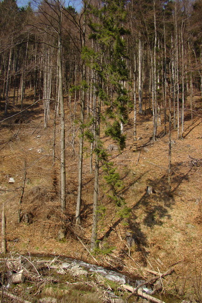 Skalisko z Nálepkova (Volovské vrchy)